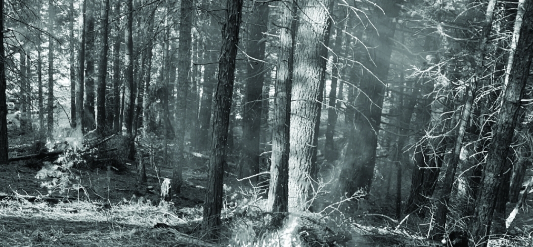B+w photo of a burned forest