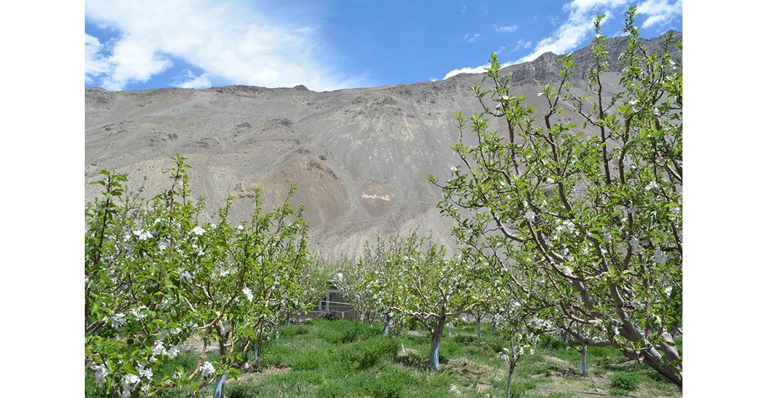 Apple orchards, Krishi Vigyan Kendra Tabo (KVK, Lahaul and Spiti - II)