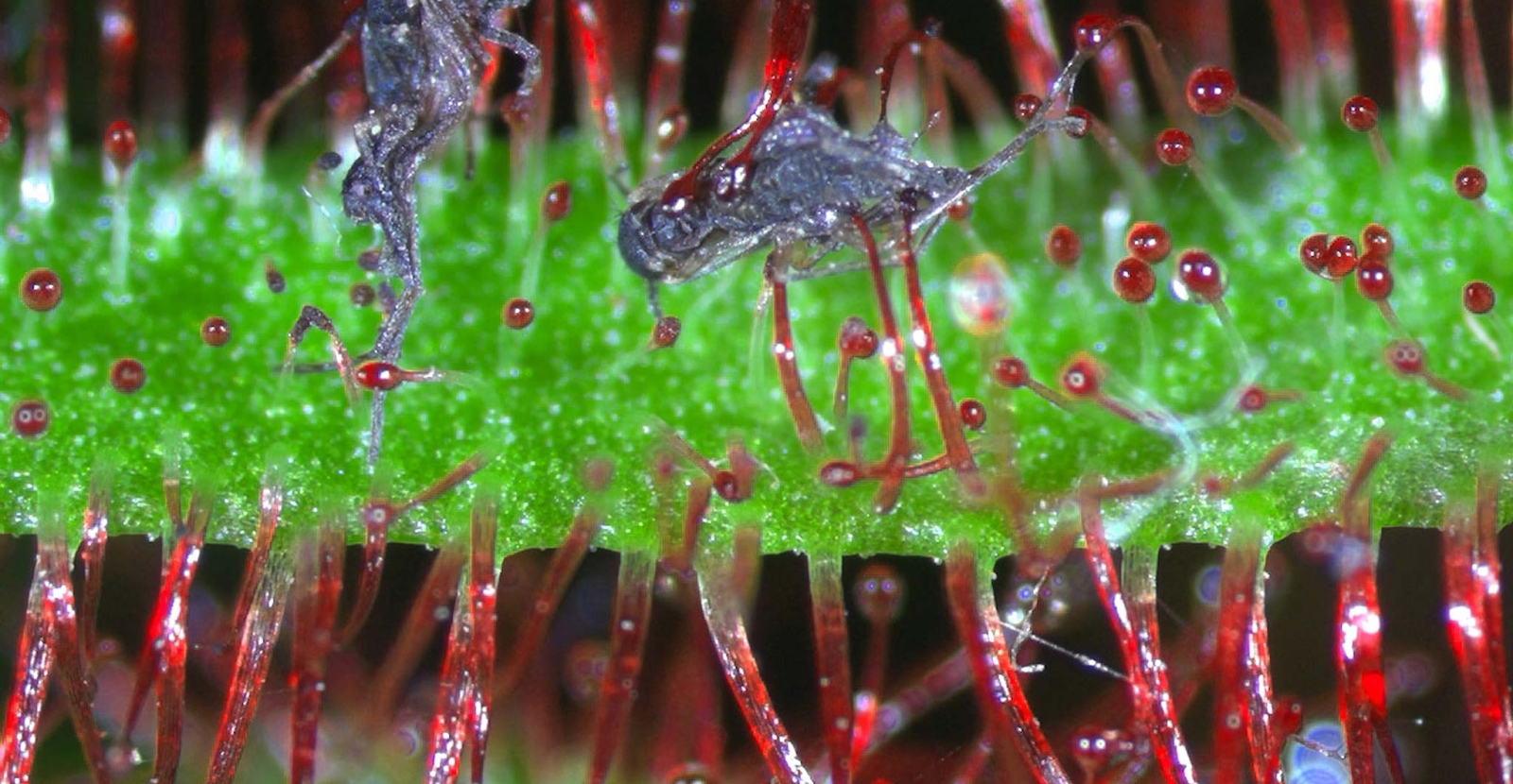 The Aesthetics Of Ecology And The Ecology Of Aesthetics The Mcharg Center