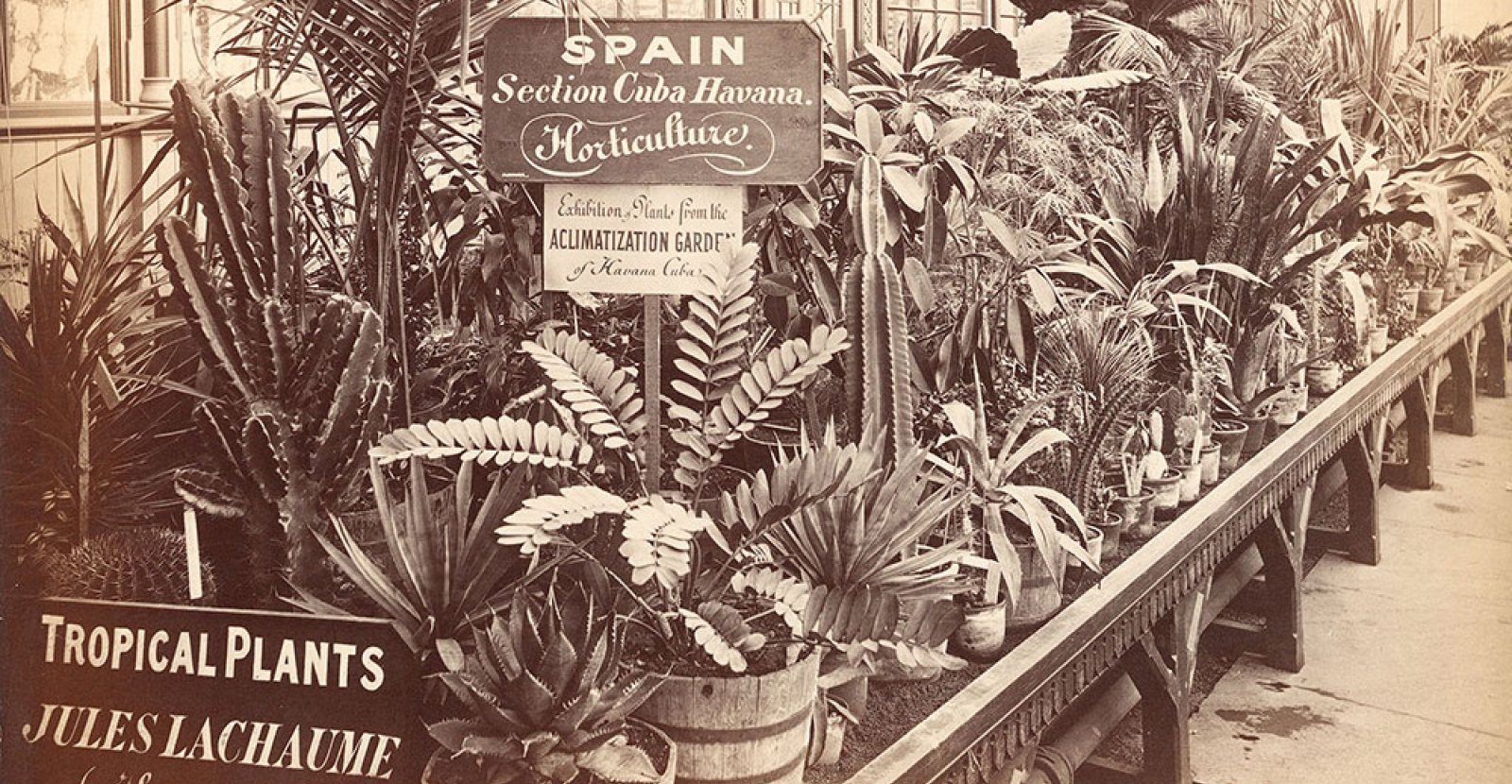 Tropical Plants