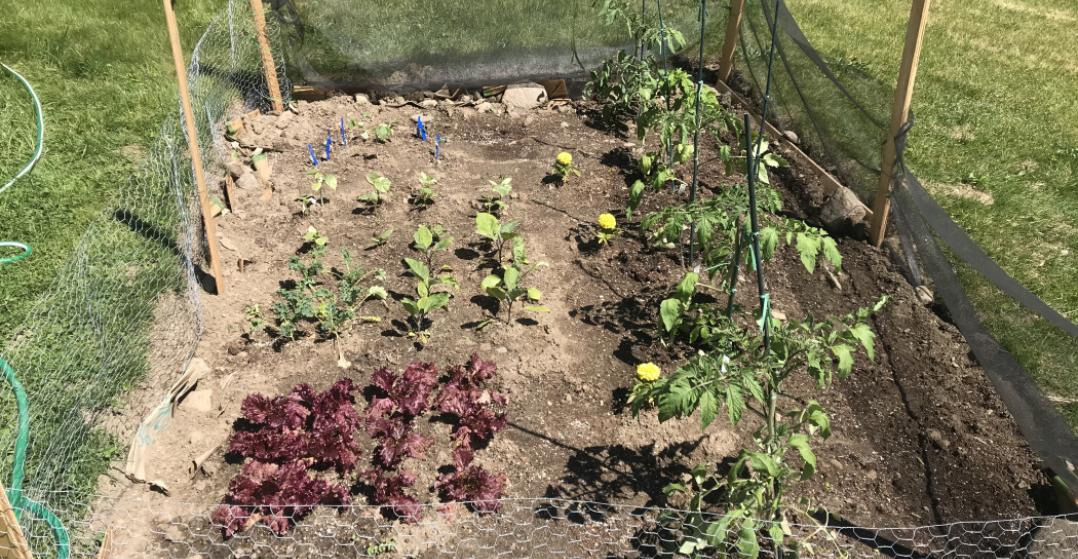 Initial planting of garden at home